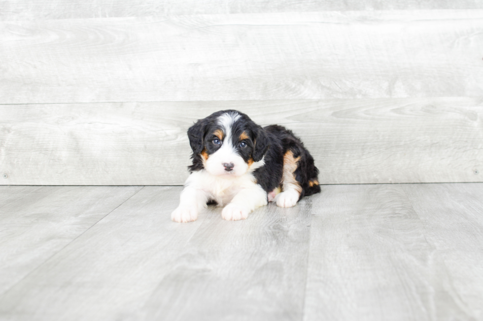 Mini Bernedoodle Pup Being Cute