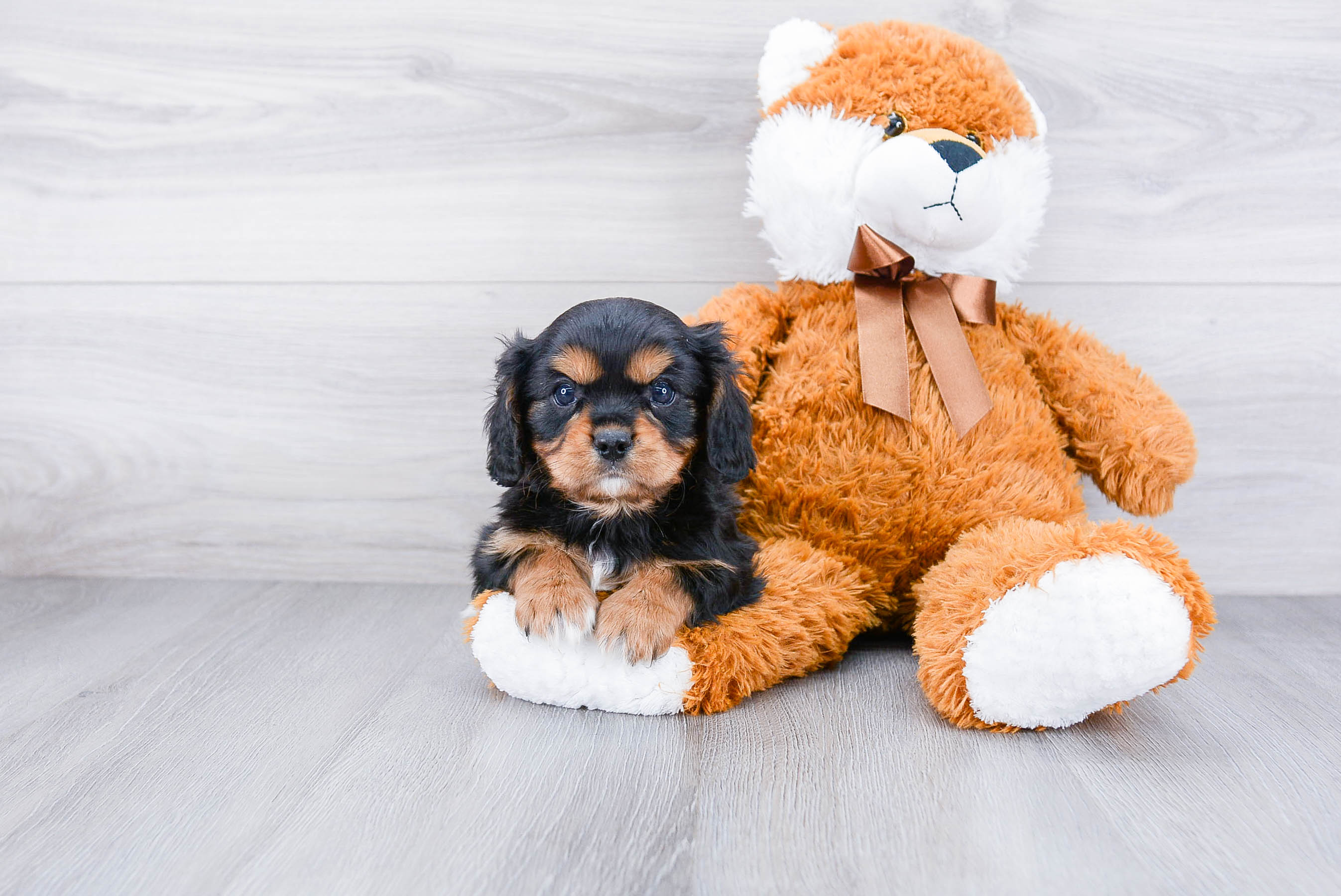 Sweet Cavalier King Charles Spaniel Purebred Puppy