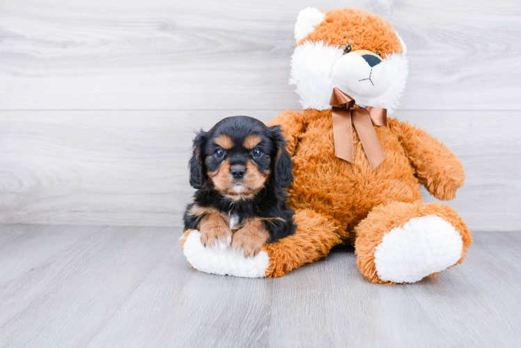 Sweet Cavalier King Charles Spaniel Purebred Puppy