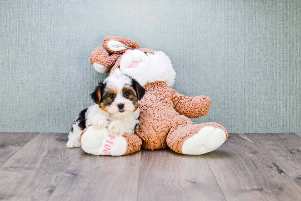 Meet Beyonce - our Yorkshire Terrier Puppy Photo 