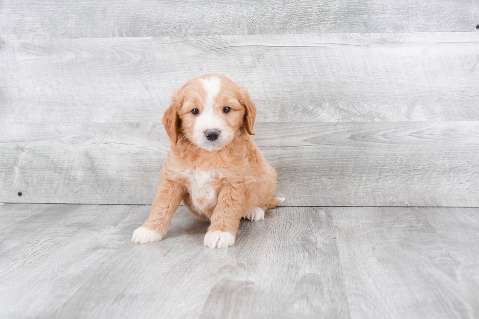 Hypoallergenic Golden Retriever Poodle Mix Puppy