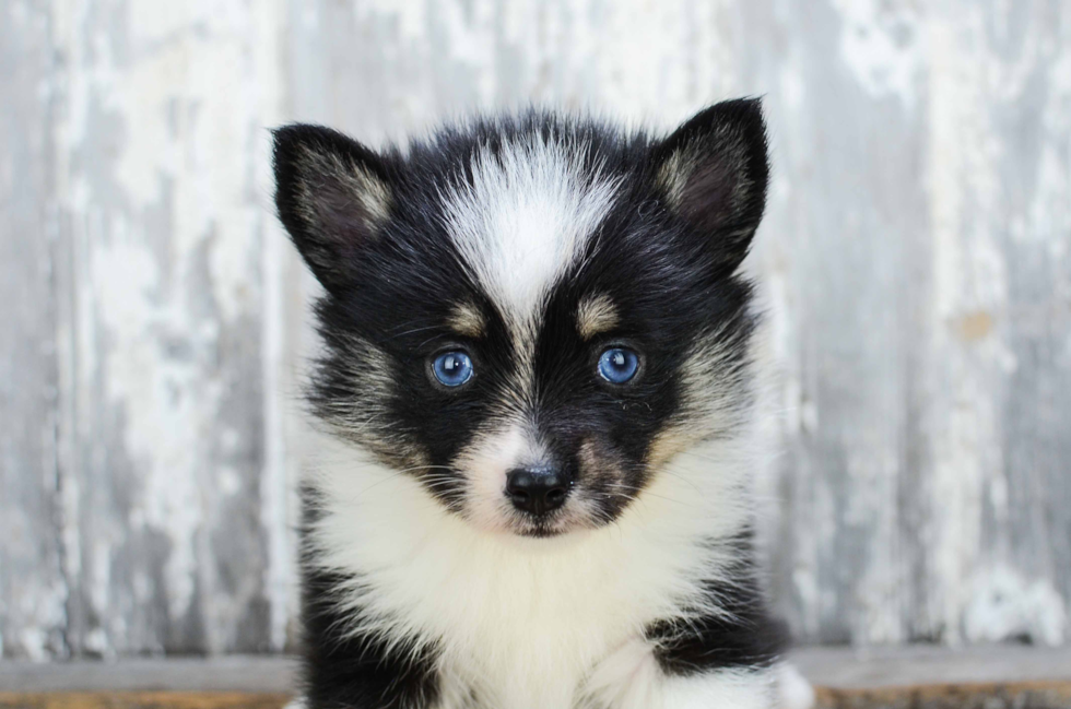 Pomsky Puppy for Adoption