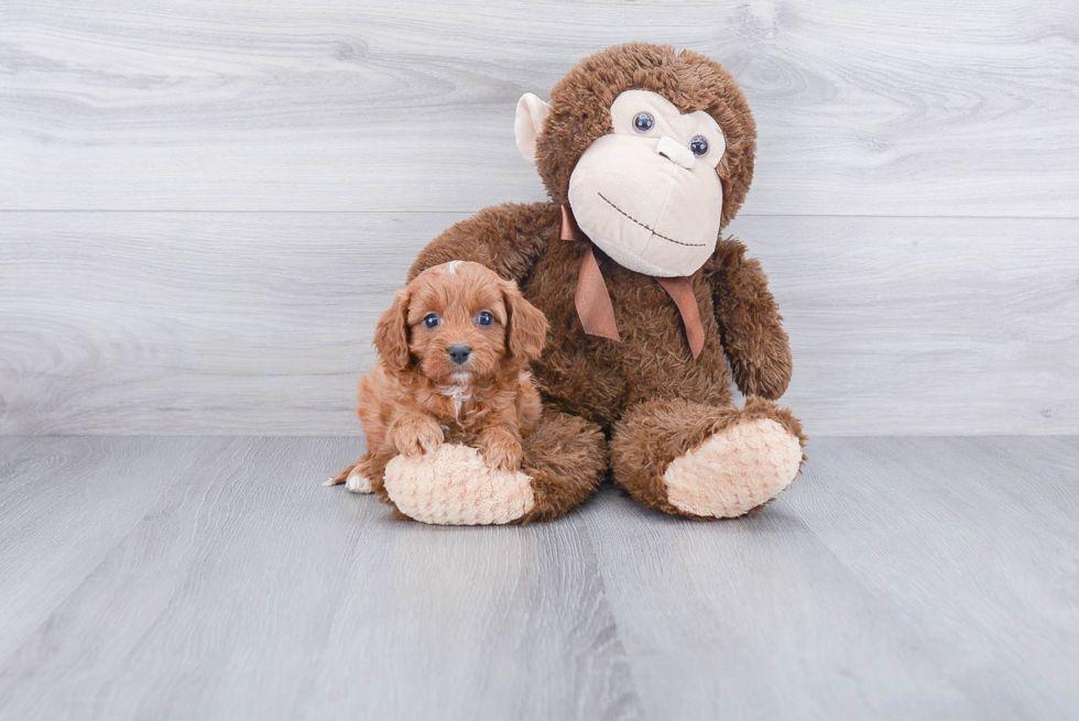 Cavapoo Puppy for Adoption