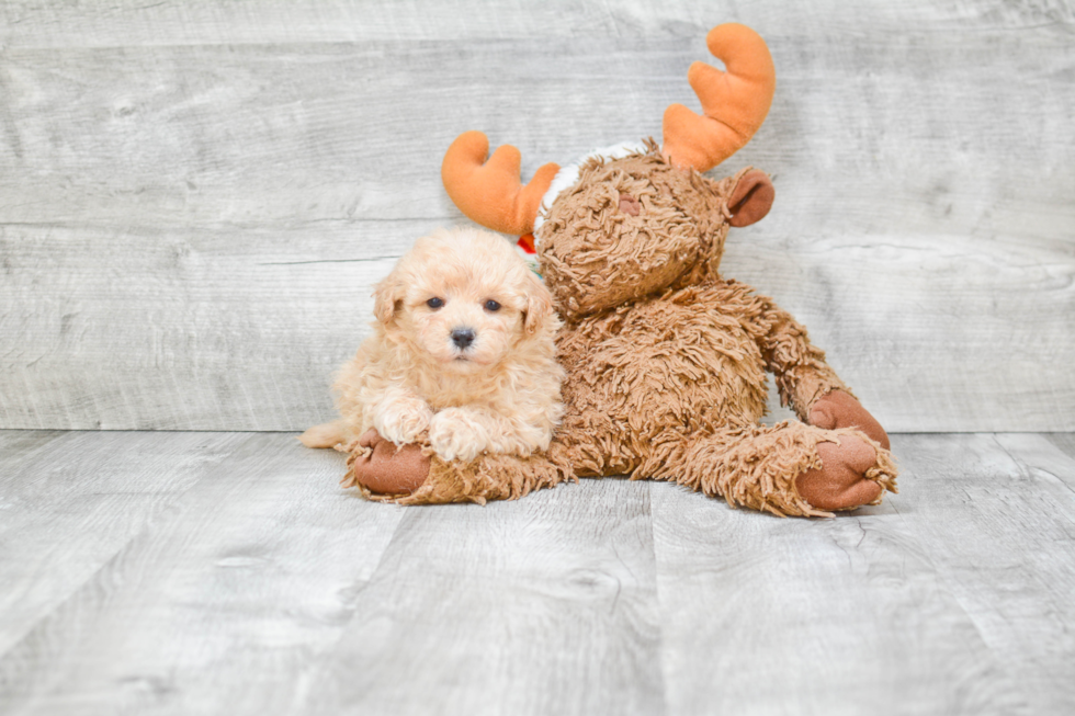 Maltipoo Pup Being Cute