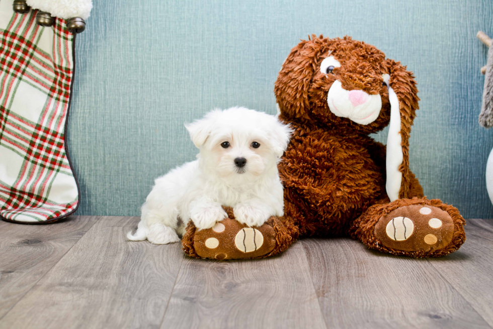 Playful Maltese Baby