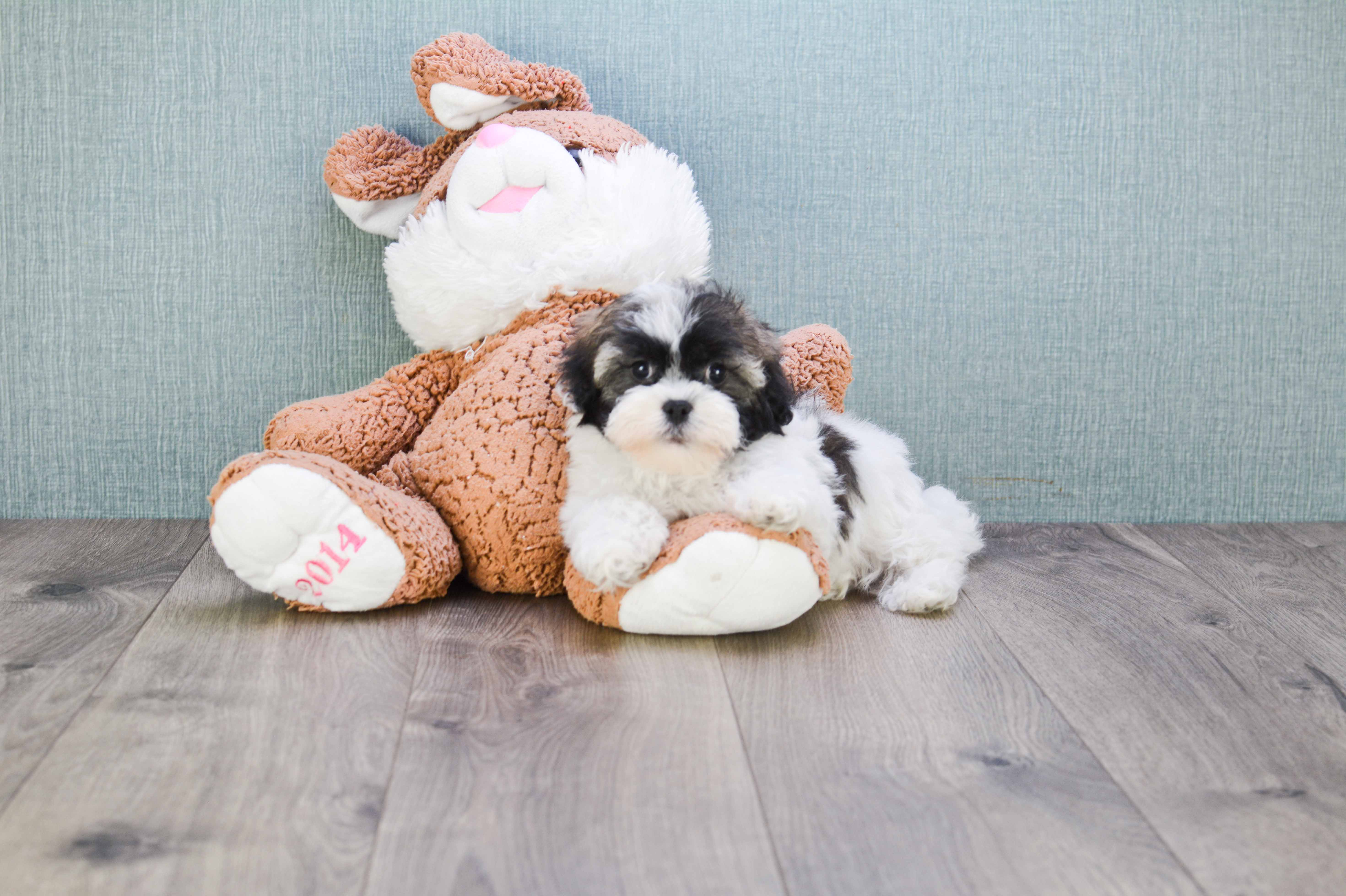 Havanese Pup Being Cute