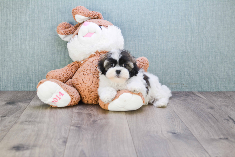 Havanese Pup Being Cute