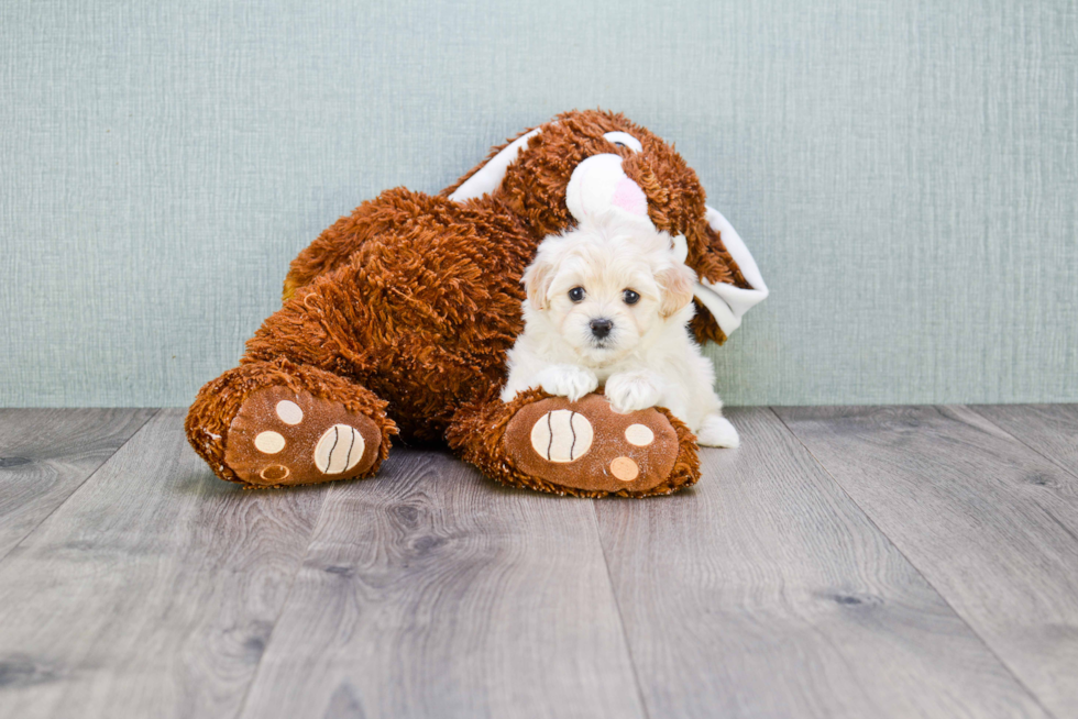 Fluffy Maltipoo Poodle Mix Pup