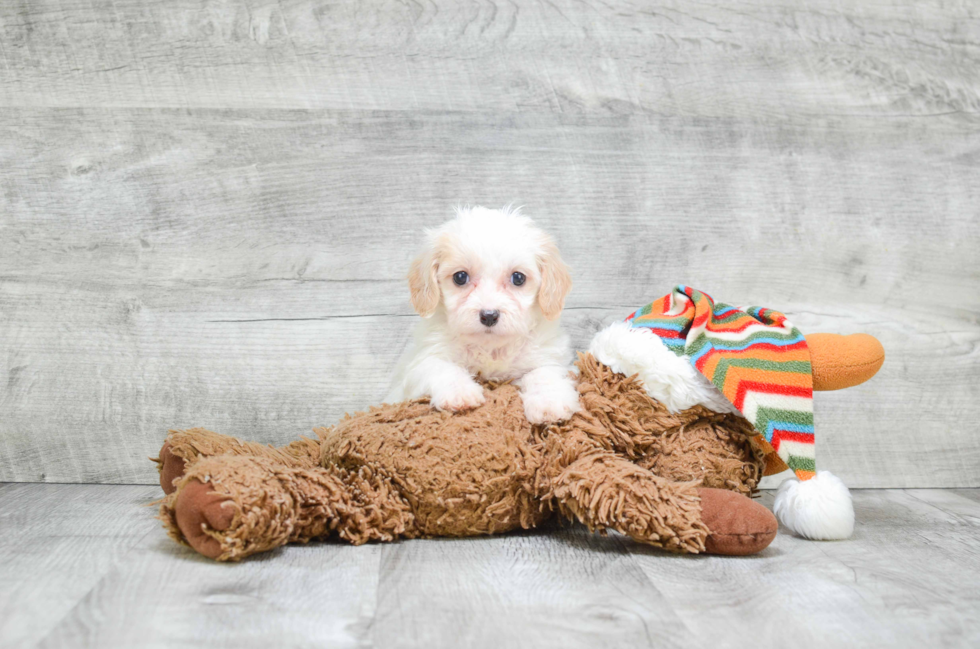 Petite Cavachon Designer Pup