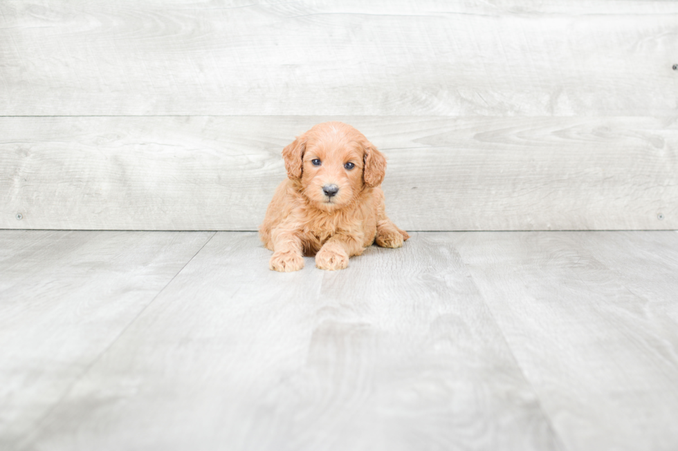 Playful Golden Retriever Poodle Mix Puppy