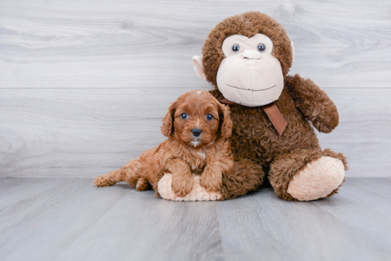 Adorable Cavoodle Poodle Mix Puppy