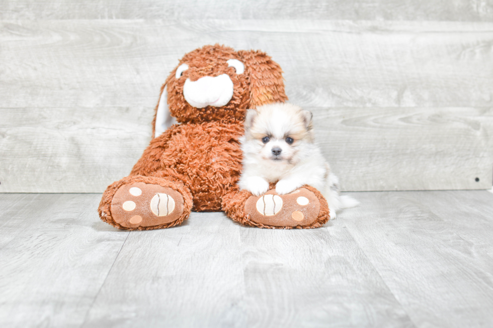 Playful Pomeranian Purebred Pup