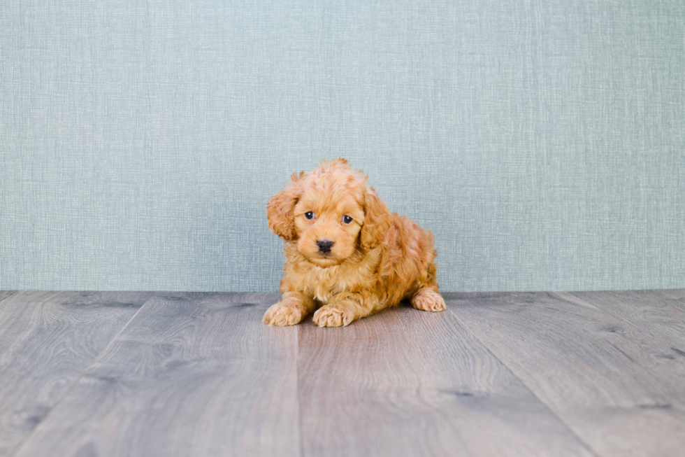 Sweet Cockapoo Baby