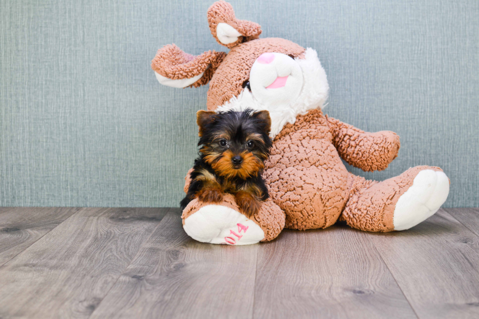 Meet Joey - our Yorkshire Terrier Puppy Photo 