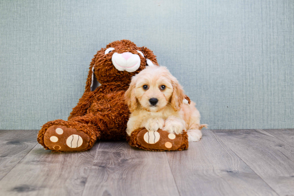 Cavachon Pup Being Cute