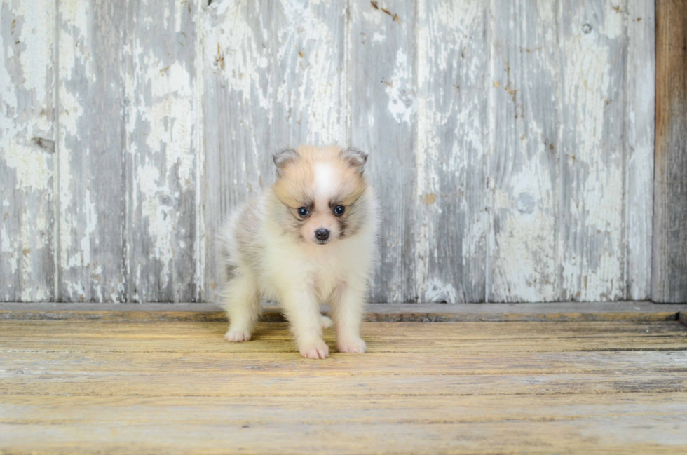 Pomeranian Puppy for Adoption