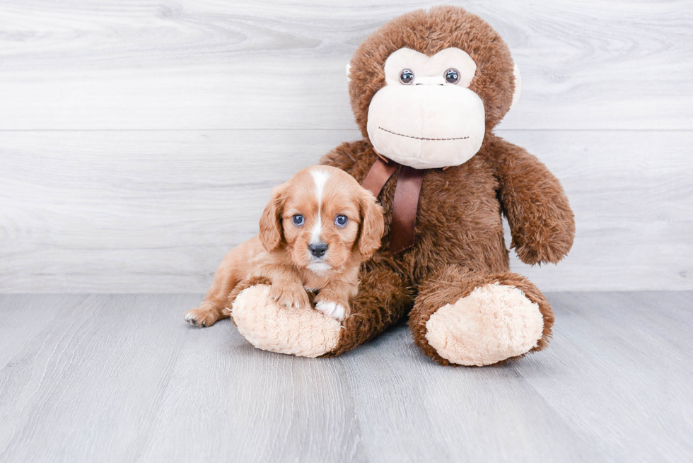 Smart Cavalier King Charles Spaniel Purebred Puppy