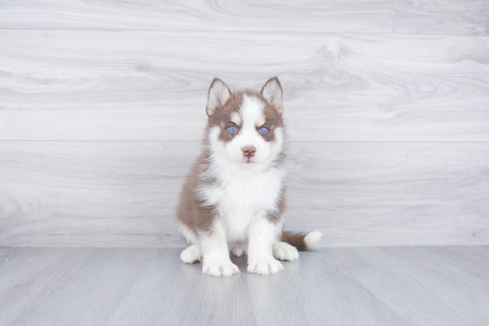 Fluffy Pomsky Designer Pup