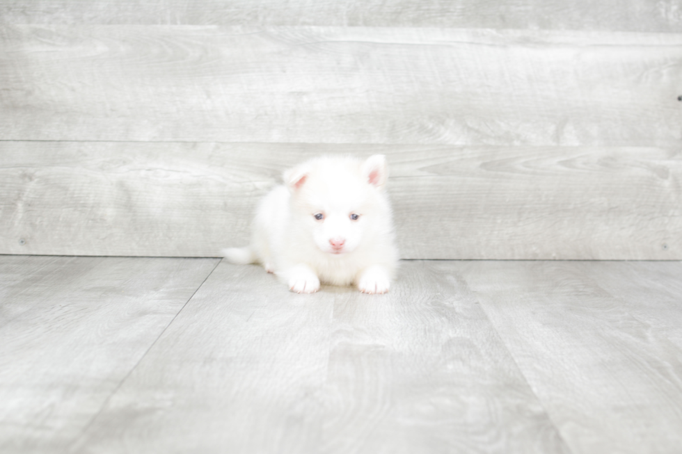 Pomsky Pup Being Cute