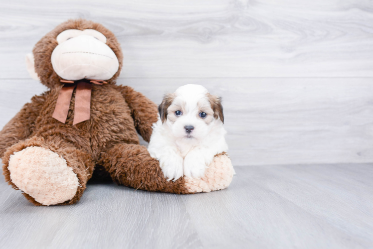 Adorable Shichon Designer Puppy