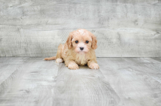 Cavapoo Pup Being Cute