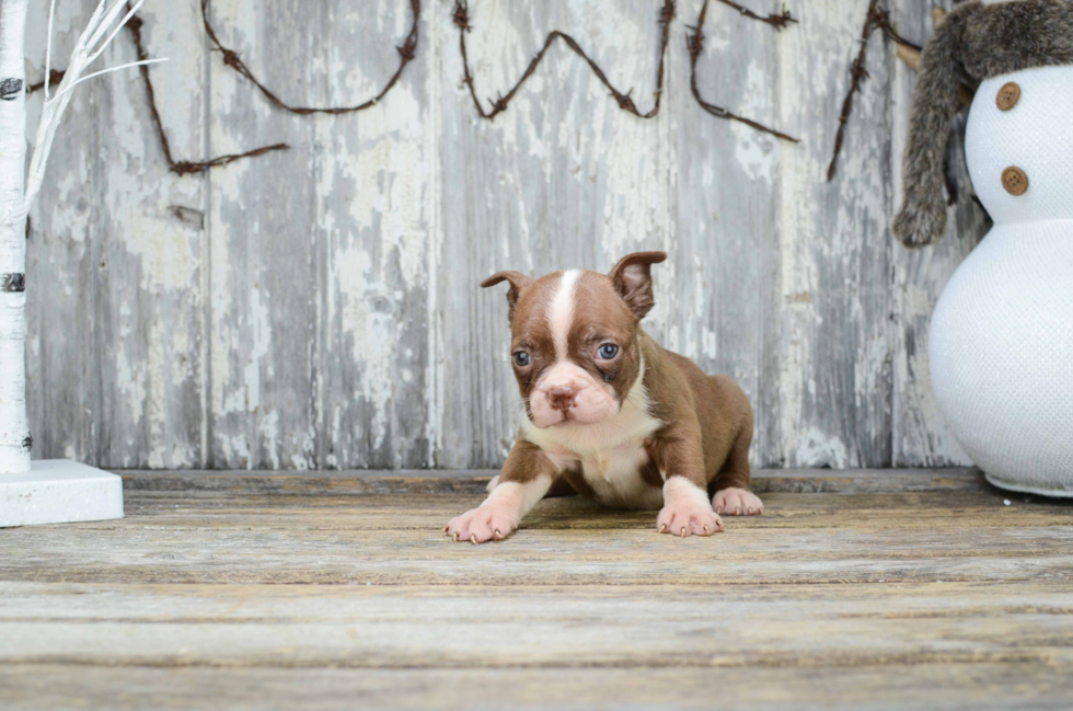 Boston Terrier Puppy for Adoption