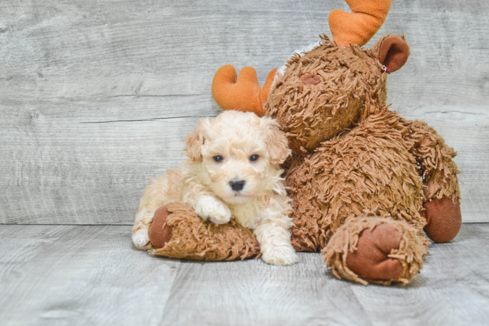 Maltipoo Pup Being Cute