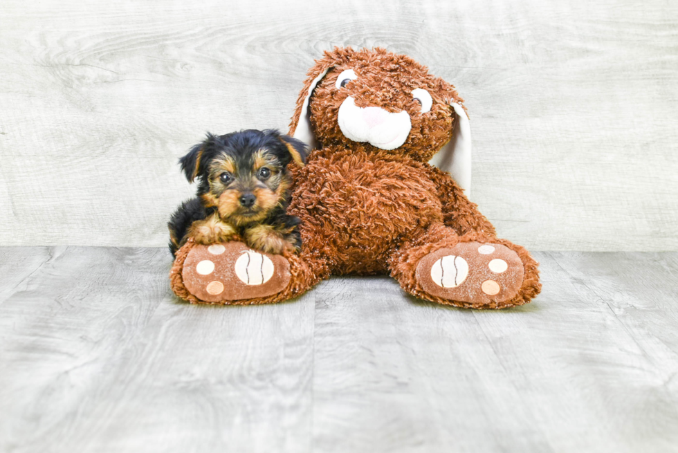 Meet Jeremy - our Yorkshire Terrier Puppy Photo 
