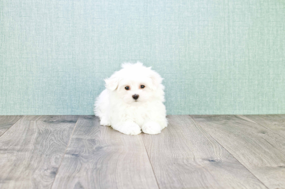 Energetic Maltese Purebred Puppy