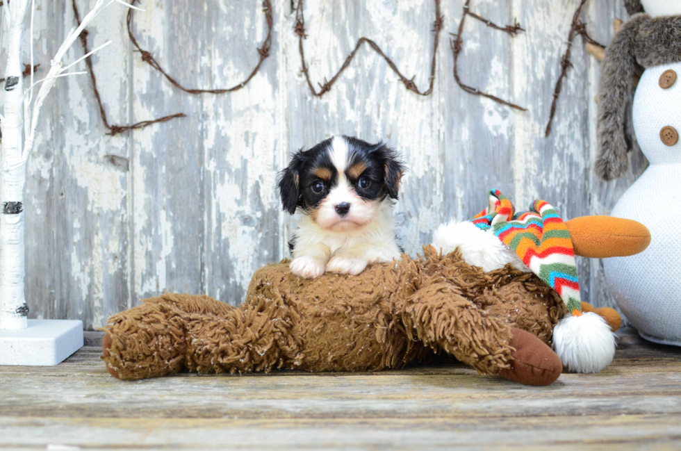 Best Cavalier King Charles Spaniel Baby