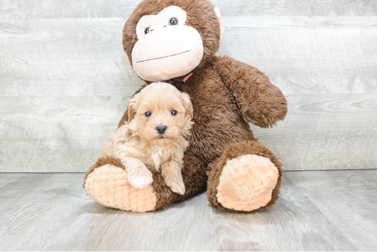 Smart Maltipoo Poodle Mix Pup