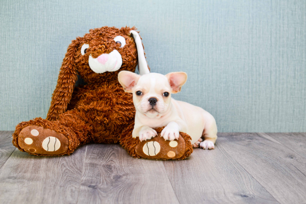 Friendly French Bulldog Baby