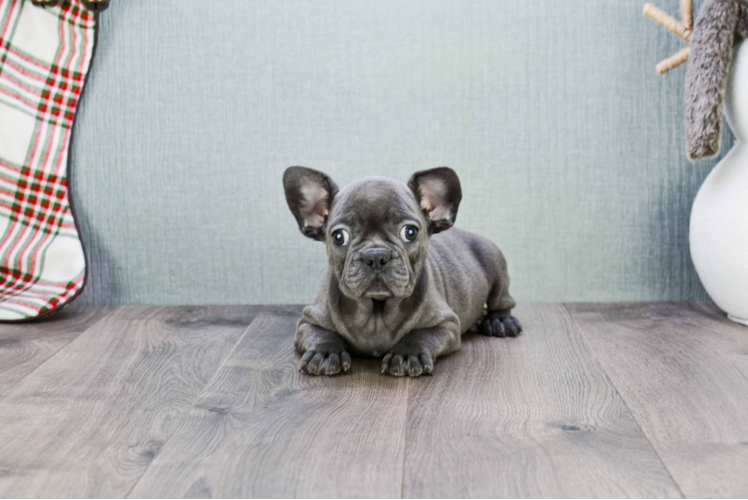 Cute Frenchie Purebred Puppy