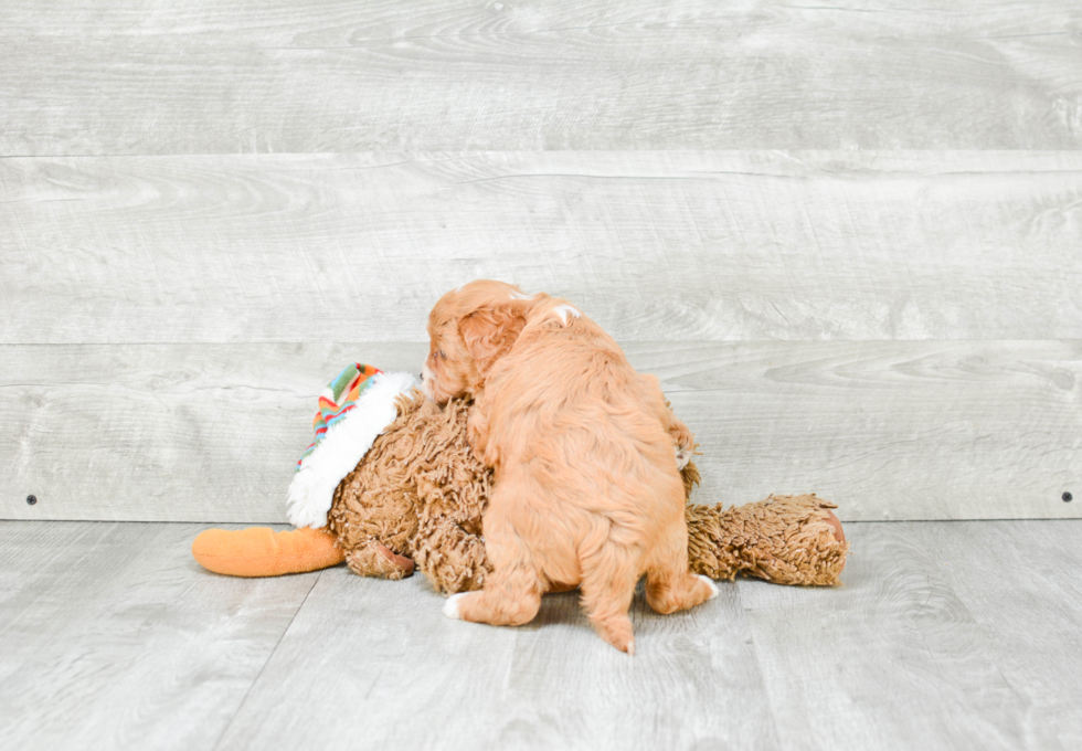 Funny Cavapoo Poodle Mix Pup