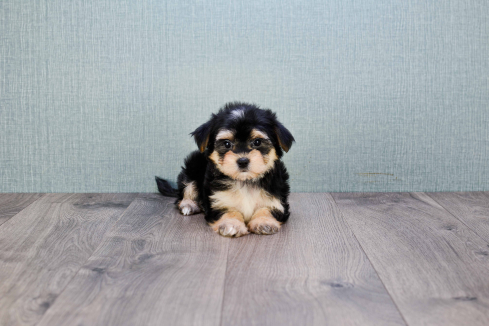 Smart Morkie Designer Pup