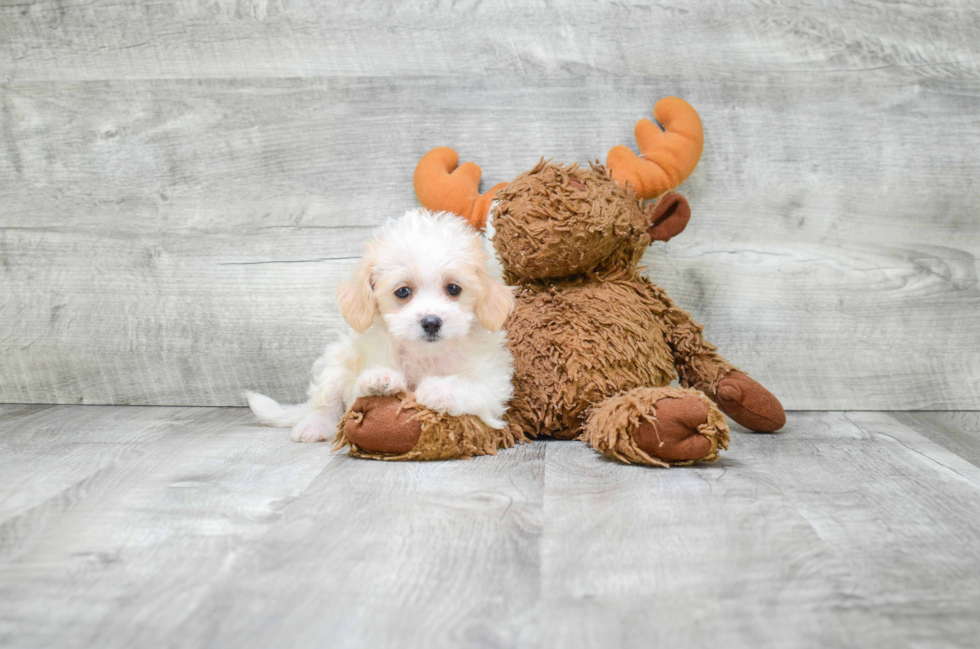 Cavachon Pup Being Cute