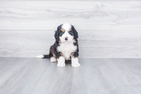 Sweet Mini Bernedoodle Baby