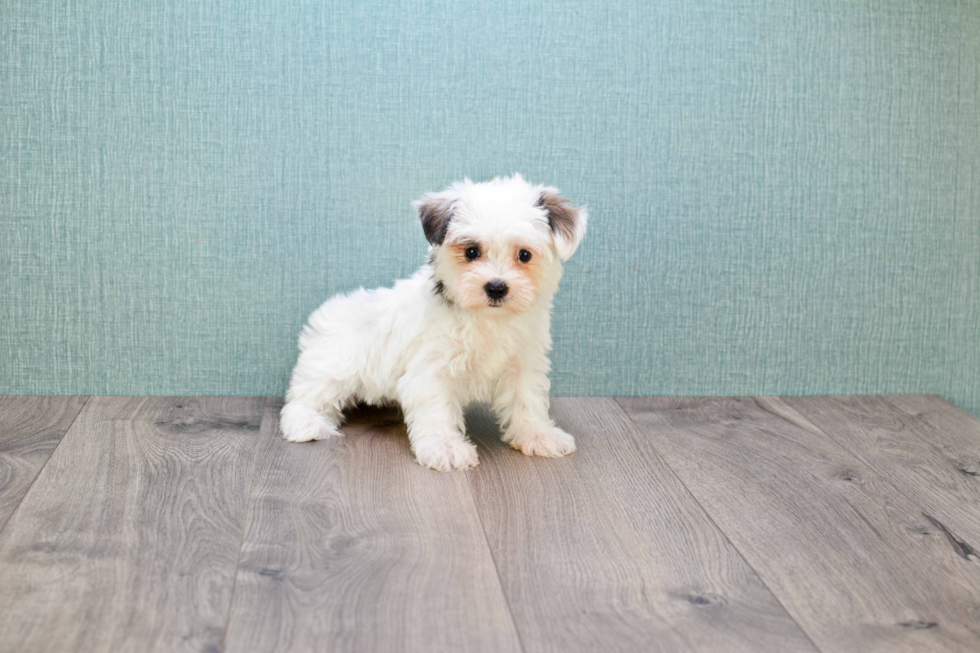 Morkie Puppy for Adoption