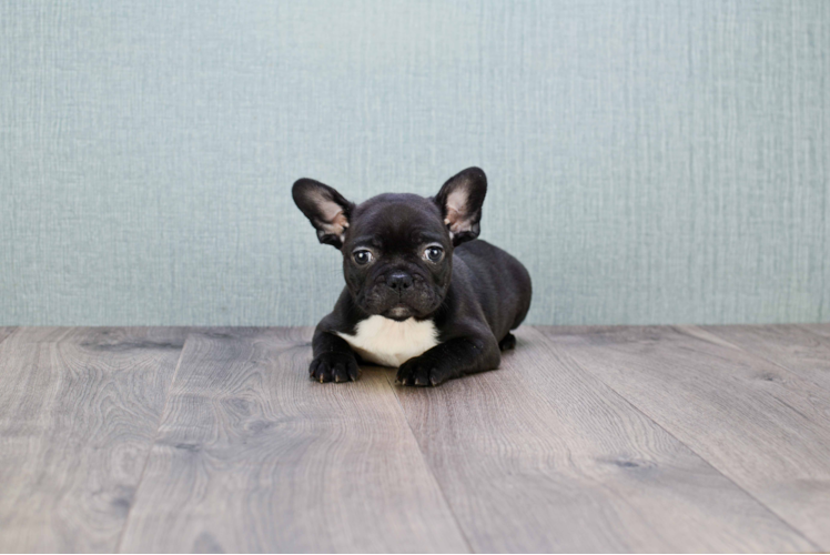 Little French Bulldog Purebred Pup