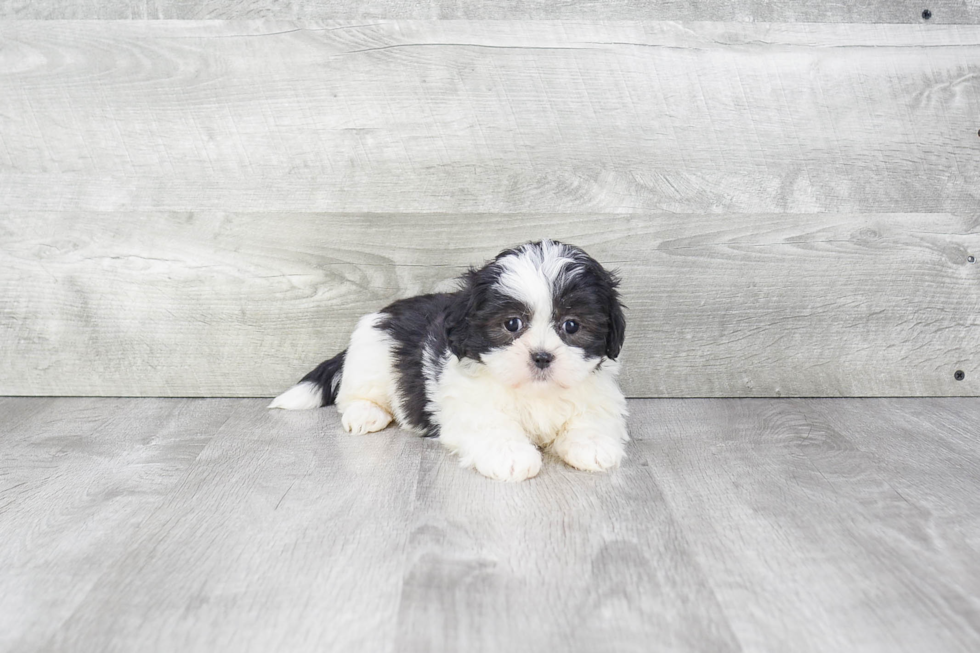 Teddy Bear Pup Being Cute