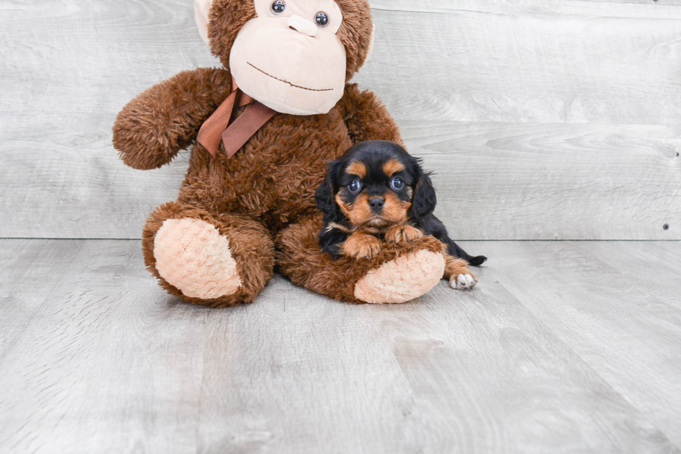 Funny Cavalier King Charles Spaniel Baby