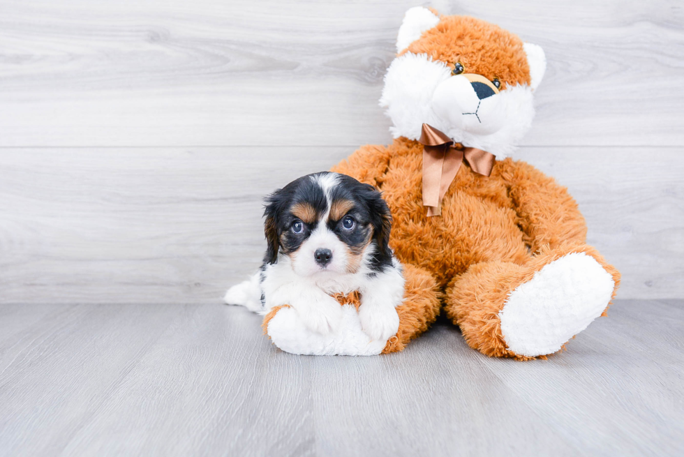 Cavalier King Charles Spaniel Puppy for Adoption