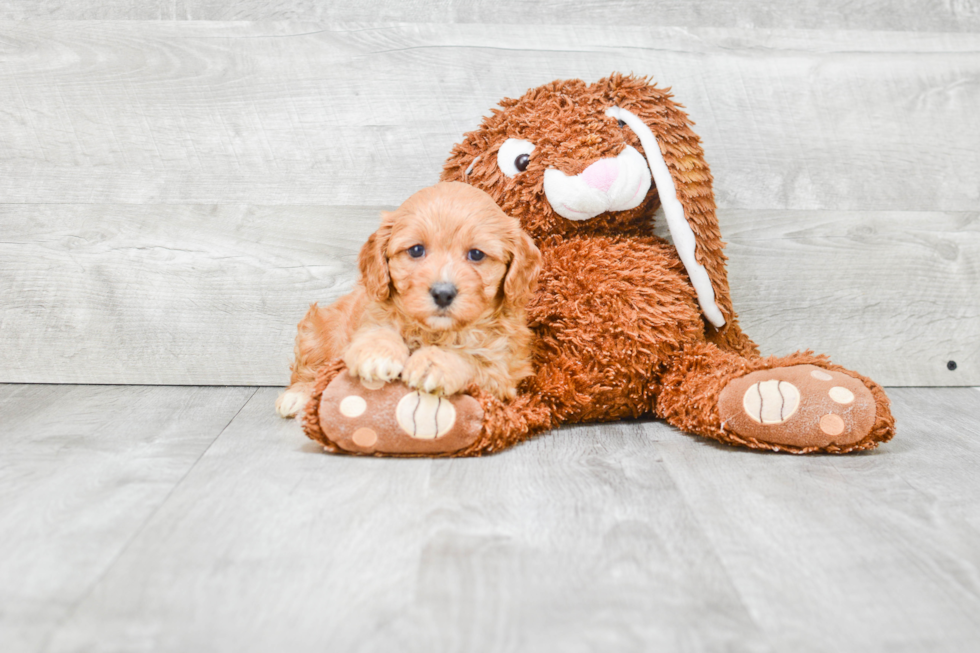 Funny Cavapoo Poodle Mix Pup