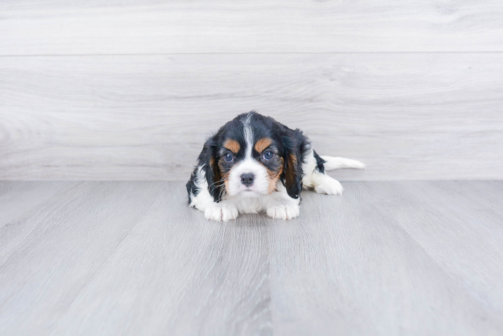 Friendly Cavalier King Charles Spaniel Baby