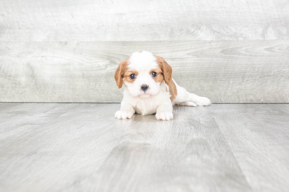 Cavalier King Charles Spaniel Pup Being Cute