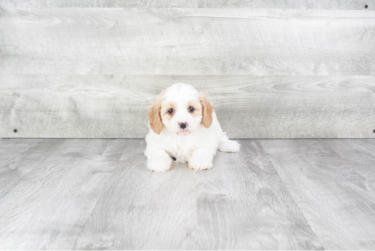 Energetic Cavoodle Poodle Mix Puppy