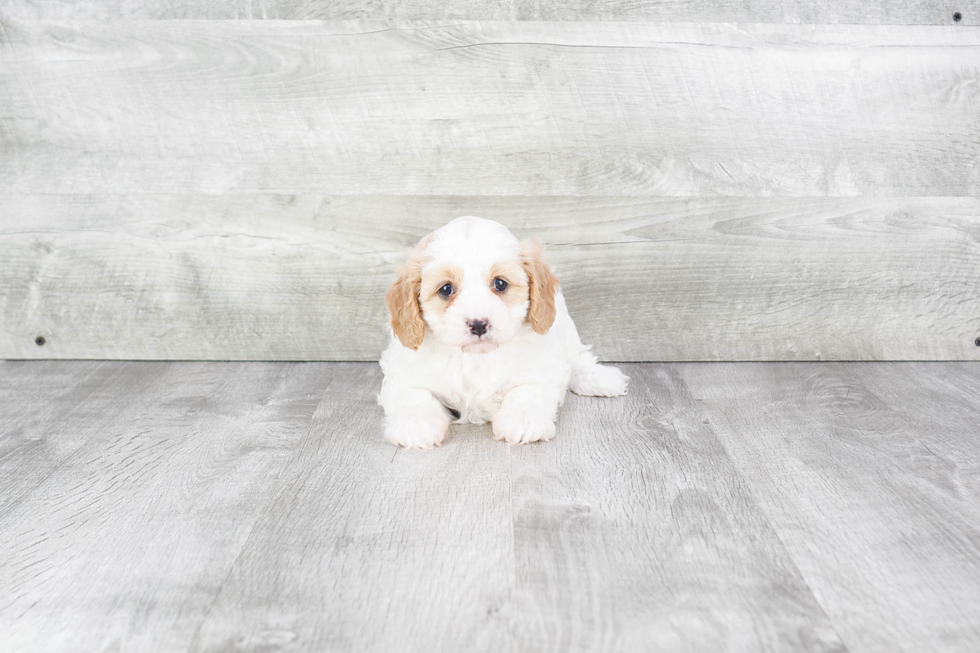 Energetic Cavoodle Poodle Mix Puppy