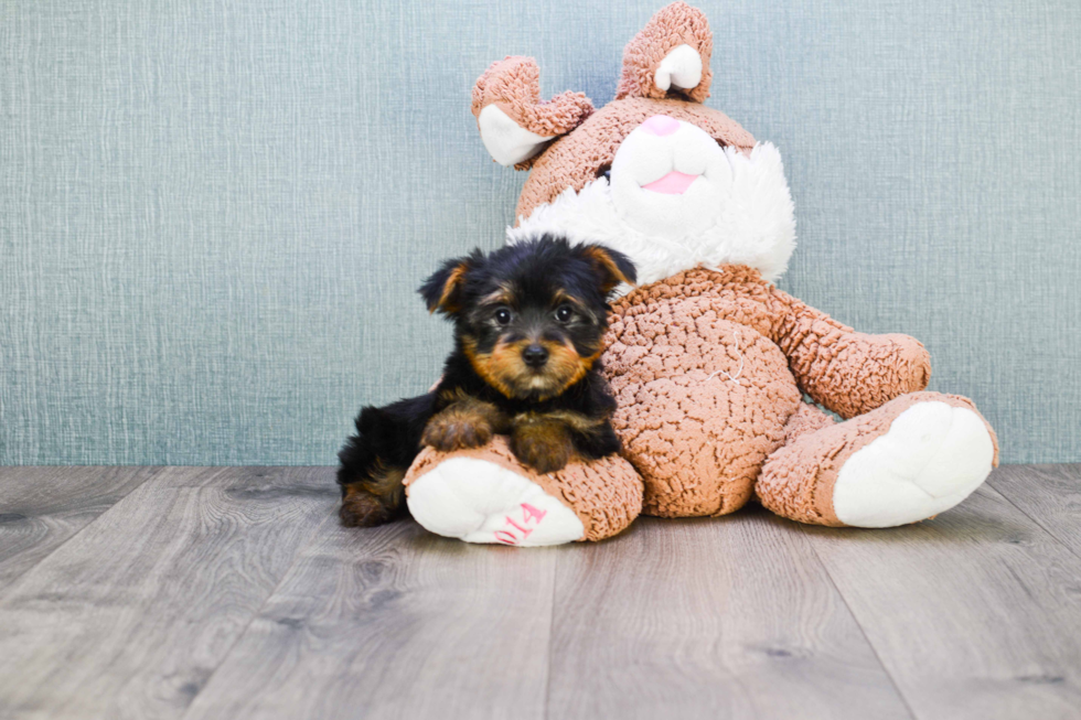 Meet Zoro - our Yorkshire Terrier Puppy Photo 