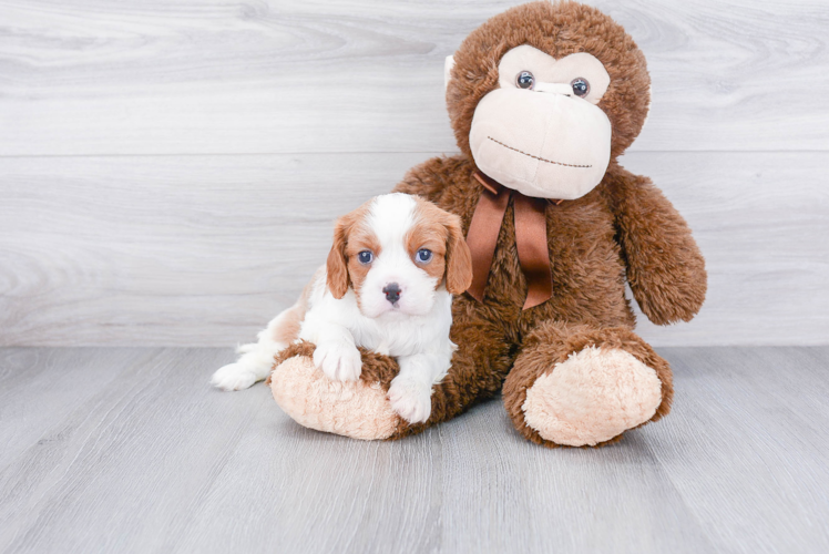 Akc Registered Cavalier King Charles Spaniel Purebred Pup