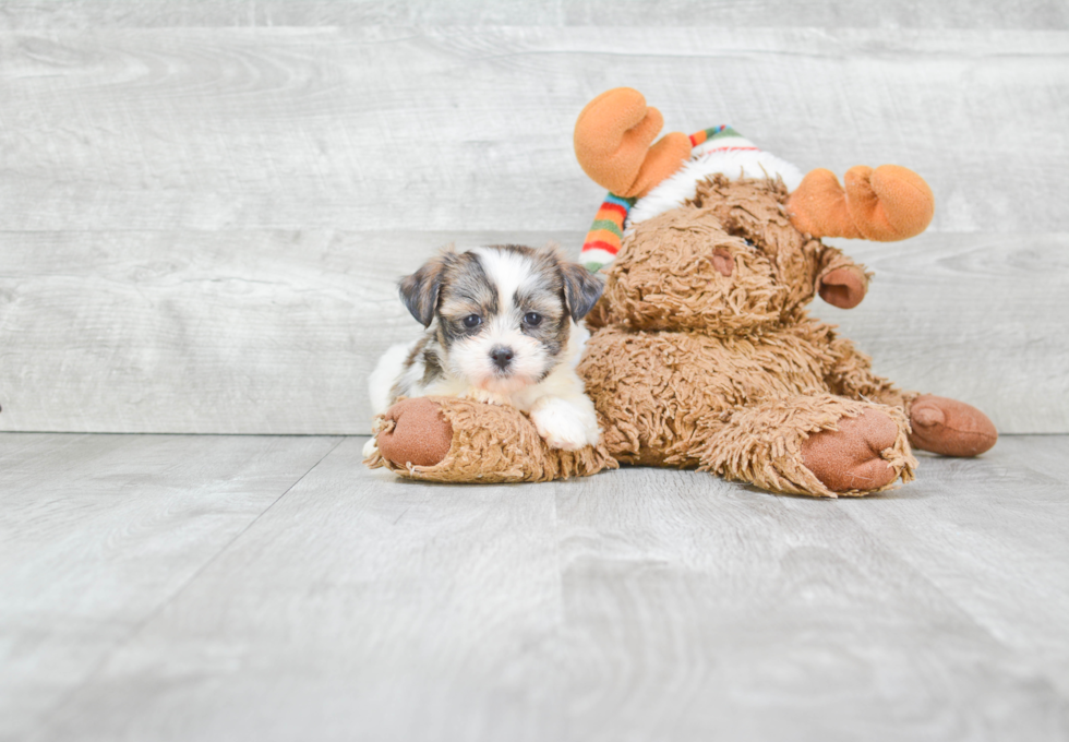 Friendly Teddy Bear Baby